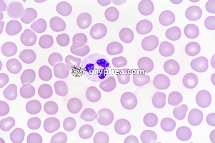 Sang humain, détail des globules blancs, frottis x400 - gryphea.org